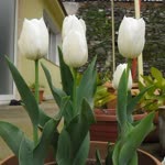 Orhan