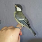 Aybala