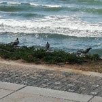 Gül