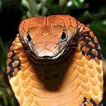 Zeki