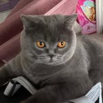 Elif