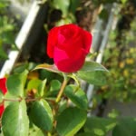 İsmail