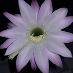 Gülüzar