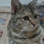 Elmas