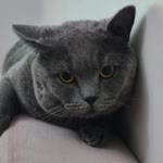 Meltem
