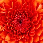 Osman