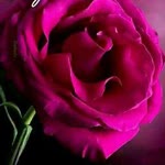 Meren