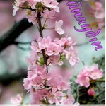 Nermin