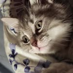 Kübra