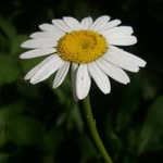Dilber