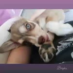 Zeynep