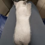 Zeynep