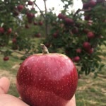 Mahmut