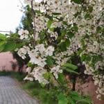 Zehra