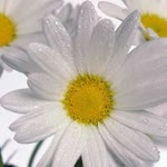 Arzu