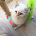Betül