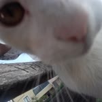 Kadir
