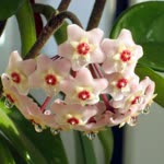 Bahar