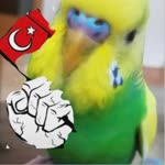 Elifsu