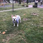 Koray