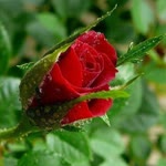 Zeynep