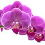 Naturalive