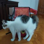 Aslı