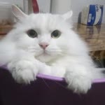 Fatih