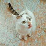 Özlem