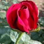 Cenk