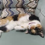 Selma
