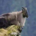 Sibel