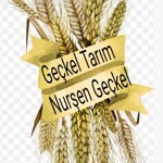 Nursen