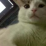 Pelin
