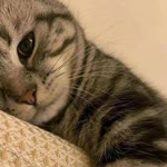 Hatice