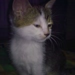 Ebru