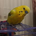 Mahmut