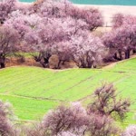 Sümeyye