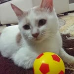 Mesut