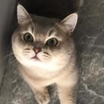 Nur