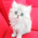Deniz
