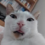 Tuna