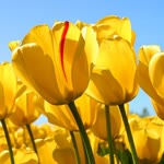 Neslihan