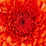 Emel