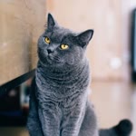 Kadir
