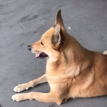 Özlem