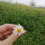 Meral