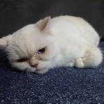 Mihriban