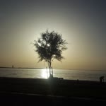 Dilek