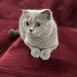 Banu